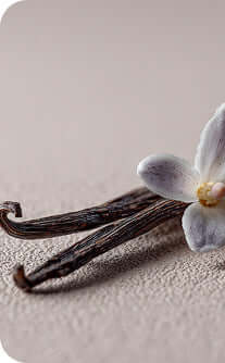 Vanilla beans with a vanilla flower on a textured surface