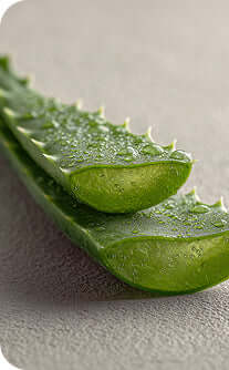 Close-up of a green aloe vera plant on a textured surface
