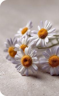 White flowers with orange centers on a light gray background