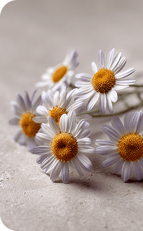 White flowers with orange centers on a light gray background