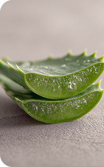 Sliced aloe vera on a light gray background