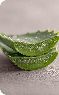 Sliced aloe vera on a light gray background