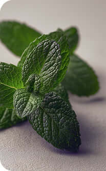 Close-up of fresh green mint leaves on a light background