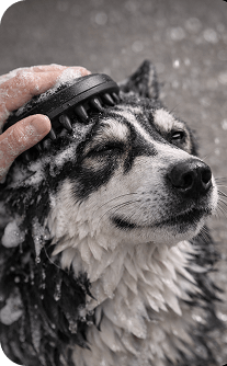 Dog being washed with a shower head in black and white.
