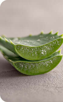 Sliced aloe vera leaves on a light gray background