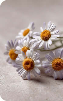 White flowers with orange centers on a light gray background