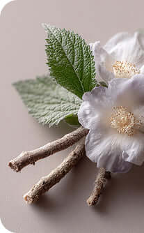 White flower with green leaves and twigs on a neutral background
