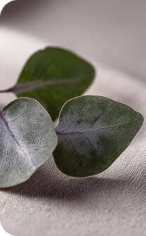 Close-up of eucalyptus leaves on a textured surface