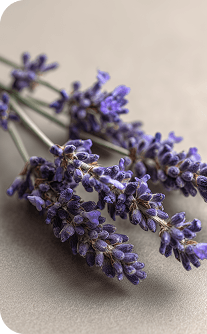 Bouquet of lavender flowers on a beige background