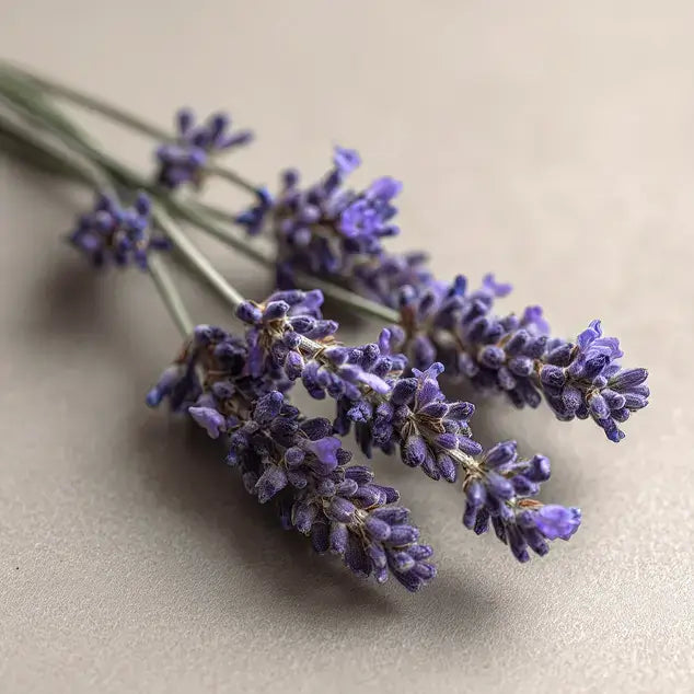 Bouquet of lavender flowers on a neutral background