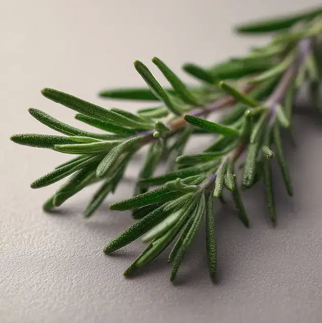Close-up of a rosemary branch on a light gray background