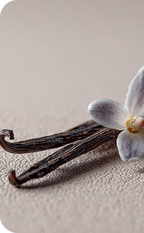 Vanilla beans with a vanilla flower on a textured surface