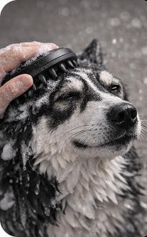Dog being washed with a shower head in black and white.