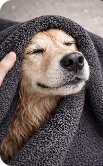 Dog wrapped in a towel with a blurred background